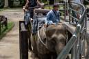 Investigation sheds light on poor animal welfare in wildlife tourism in Bali