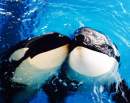 Outrage over Chimelong Theme Park’s captive Orcas
