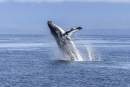 Pro-whaling countries deploy shameful tactics at International Whaling Commission