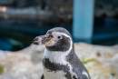 Vision renewed for senior penguins at Singapore’s Jurong Bird Park