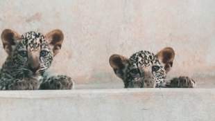 Royal Commission for AlUla welcomes Arabian Leopard Cubs